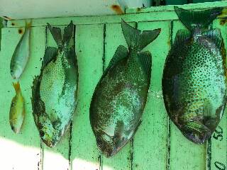 本部釣りイカダ 釣果