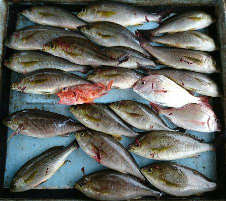 明神釣船 釣果