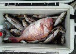 長栄丸(静岡) 釣果