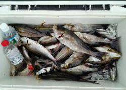 長栄丸(静岡) 釣果