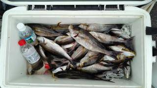 長栄丸(静岡) 釣果