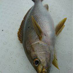 マタウマリンサービス 釣果