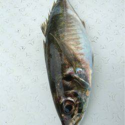 マタウマリンサービス 釣果