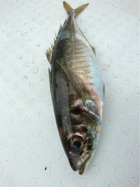 マタウマリンサービス 釣果