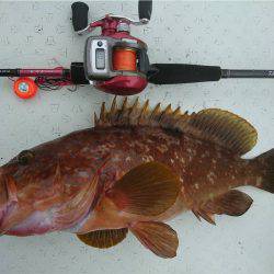 マタウマリンサービス 釣果