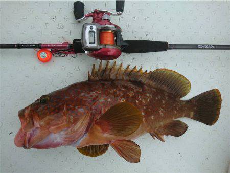 マタウマリンサービス 釣果