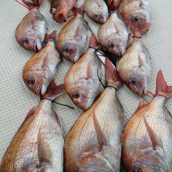 オーフリー 釣果