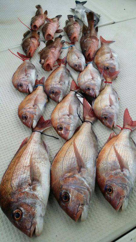 オーフリー 釣果