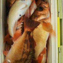 モンロー号 釣果