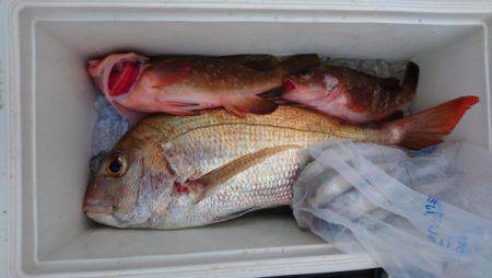 オーフリー 釣果