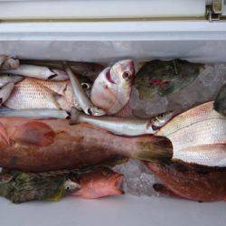 オーフリー 釣果