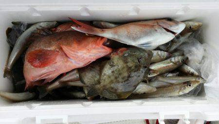 オーフリー 釣果