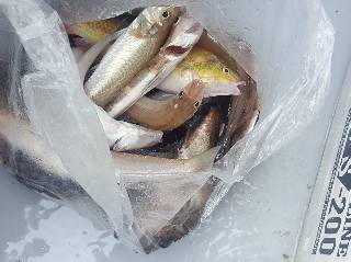 内浜丸 釣果
