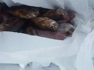 内浜丸 釣果
