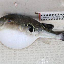 松本釣船２ 釣果