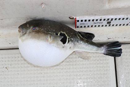 松本釣船2 釣果