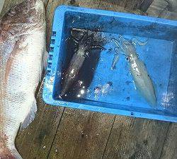 海龍丸(福岡) 釣果