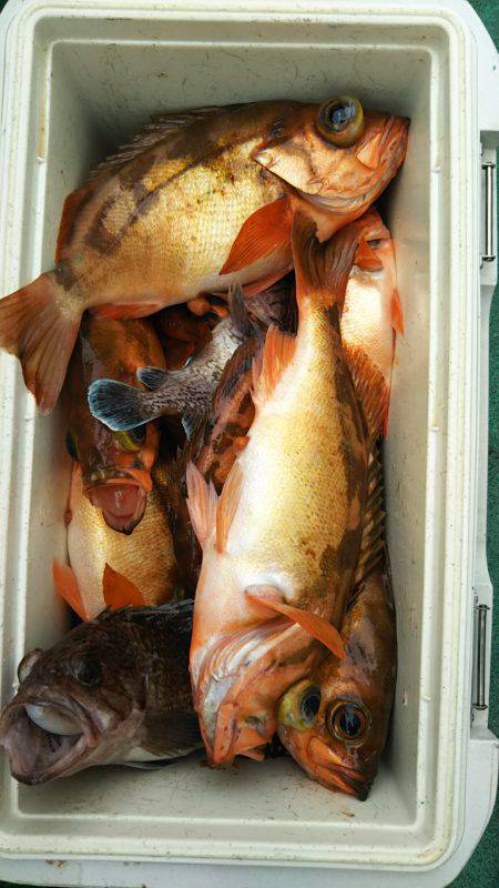 モンロー号 釣果