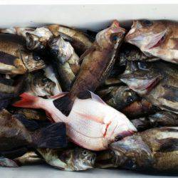 オーフリー 釣果