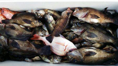 オーフリー 釣果