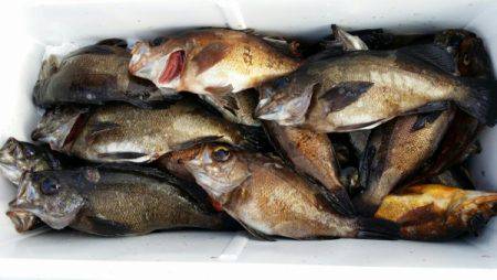 オーフリー 釣果