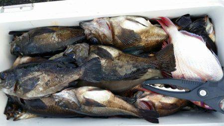 オーフリー 釣果