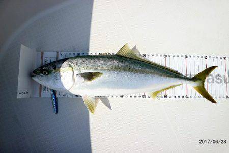 フルコンタクト 釣果