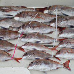 松本釣船2 釣果