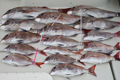 松本釣船2 釣果