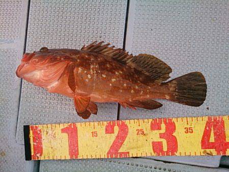 第二常豊丸 釣果