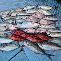 第二常豊丸 釣果