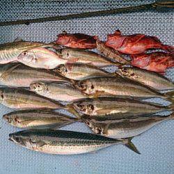 第二常豊丸 釣果