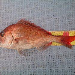 第二常豊丸 釣果