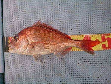 第二常豊丸 釣果