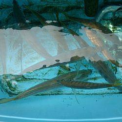 第二常豊丸 釣果