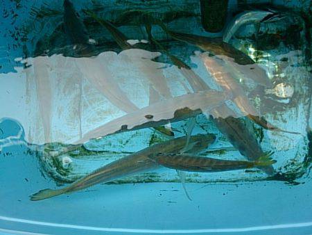 第二常豊丸 釣果