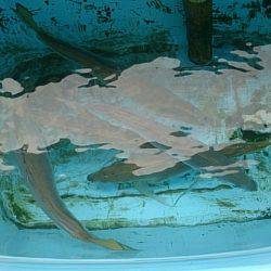 第二常豊丸 釣果