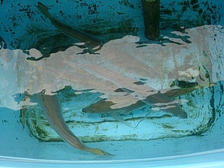 第二常豊丸 釣果