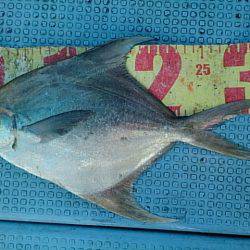 第二常豊丸 釣果