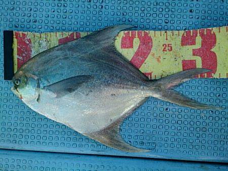 第二常豊丸 釣果