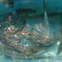 第二常豊丸 釣果