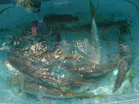 第二常豊丸 釣果