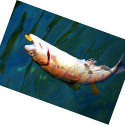 小菅トラウトガーデン 釣果