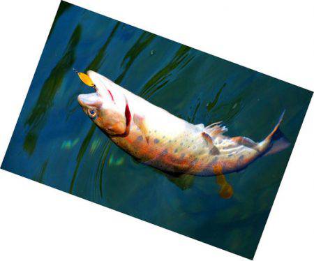 小菅トラウトガーデン 釣果