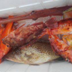 遊漁船 新鋭丸 釣果