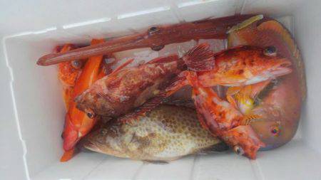 遊漁船 新鋭丸 釣果