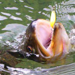 小菅トラウトガーデン 釣果