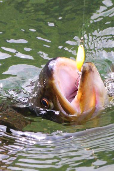 小菅トラウトガーデン 釣果