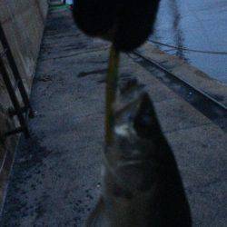 まだまだバチ抜け