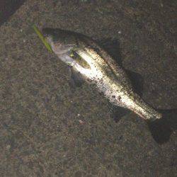 まだまだバチ抜け